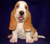 Uygjg Basset Hound Puppies For Sale