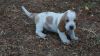 Two Top Class Basset Hound Puppies Available