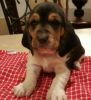 Daisy Akc Basset Hound Puppies For Sale