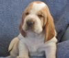 Akc/eu Peter Basset Hound Puppies For Sale