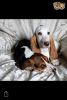 Basset Hound Pups