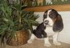 Akc Female And Male Basset Hound Puppies For Sale