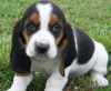 Two Basset Hound Puppies For Adoption