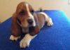 Basset Hound puppies for sale now