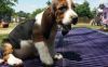 Moving Basset Hound puppies for sale