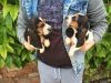 Tri Coloured Basset Hound Puppies For Sale