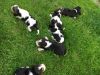 Affectionate Bassett Hound Puppies