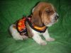 ale and Female Basset Hound puppies