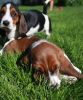 Basset Hound Puppies For Adoption
