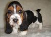 Basset Hound puppies.male and female