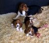 Top Quality Basset Hounds