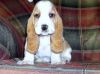 Basset Hound puppies available for sale $400