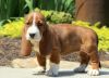 Two Basset Hound puppies going for cheap price
