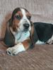 Kc Basset Hound Male and females Puppies