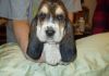 Beautiful ear Basset hound pups
