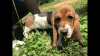 Adorable Basset Hound Puppies For Sale