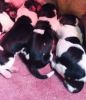 Pedigree Basset Hound Puppies