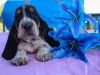 cute Basset Hound puppies for adoption...