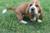 cute Basset Hound puppies for adoption...