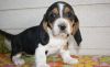 Tri Color AKc Register Basset Hound Puppies For Sale
