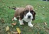 Amazing Characteristics Basset Hound Puppies For Sale