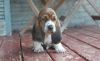 Adorable Basset Hound Pups