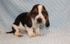 Wow!! Charming and Healthy Male and Female Basset Hound puppies for fr