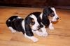 HERE WE HAVE TWO HOME RAISED PURE BREED BASSET HOUND PUPPIES MALE AND