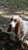 Basset hound for sale