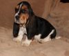 Male and Female Basset Hound Puppies