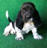 Basset hound puppies