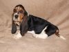 Gorgeous Basset Hound Puppies For Sale Now