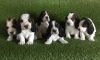 Stunning Tri-colour Basset Hound Puppies