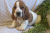 beautiful, friendly Basset Hound puppies