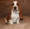 Lovely Basset Hound Puppies For Sale.