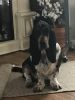 Bassett hound pups