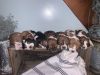 ACA Basset Hound Puppies
