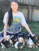 Basset Hound Puppies for sell