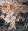 Female beagador needs a good loving home.She's playful and energetic,