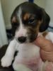 2 beagle puppies for sale