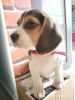 Beagle 3 months male pup available in Pune