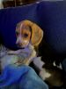 Full Breed Beagle Puppy