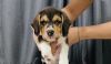 Healthy and vaccinated 2 month male beagle