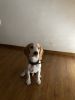 Lemon beagle, Max fully vaccinated