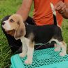 Beagle Male puppy of 60 Days