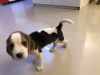 42 days male beagle pup for sale