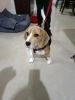 6 month old cute beagle puppy for sale
