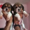 Beagle female puppy available in pùne