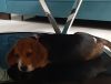 8 Weeks Beagle Available(Heavy Bone Dog)