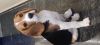 Beagle Male puppy for sale